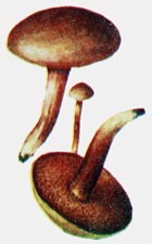 Перечный гриб, или масленик перечный