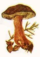 Польский гриб, или моховик каштановый