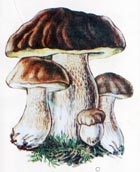 Белый гриб, или боровик