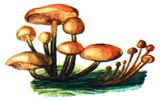 3имний гриб, или опенок зимний