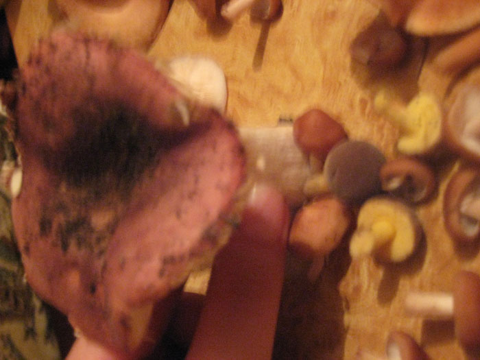 Фотография гриб сыроежка - съедобный гриб