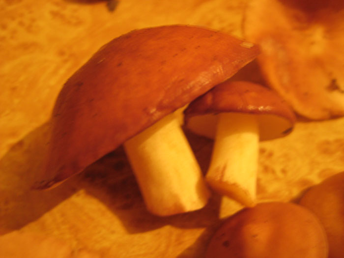 Фотография грибы маслята