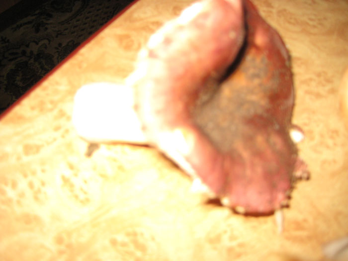 Фотография гриб сыроежка