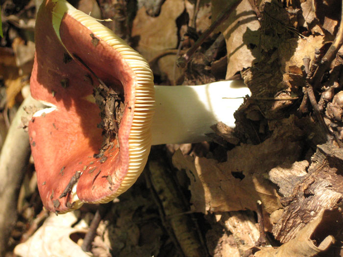Фотография сыроежка гриб