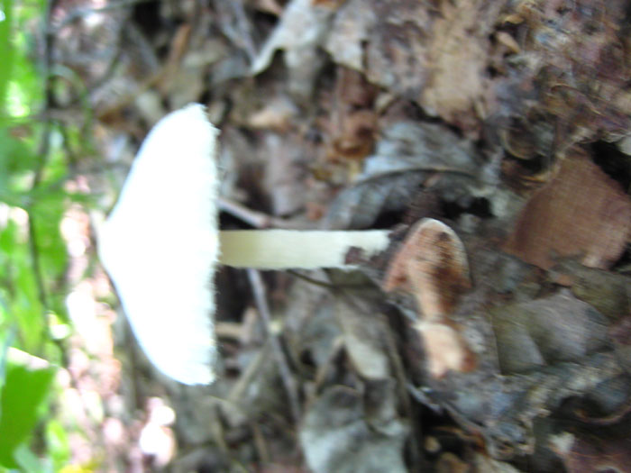 Фотография несъедобных и ядовитых грибов, такие грибы лучше не собирать