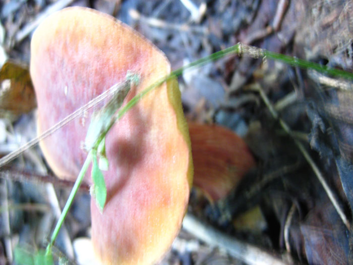 Фотография съедобных грибов