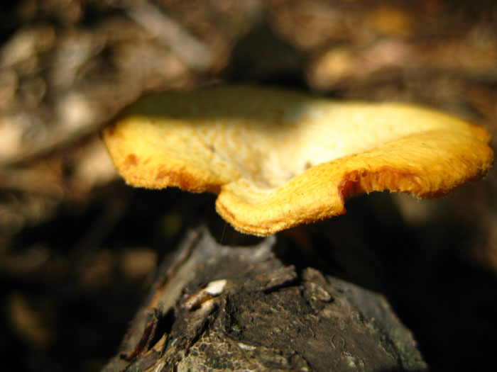 Фотография - грибы поеденные грызунами не рекомендуется собирать