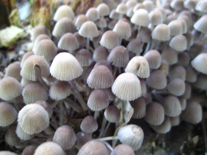 Фотография ядовитых и несъедобных грибов