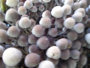 Фотография ядовитых грибов