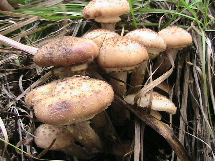 фото грибы опята