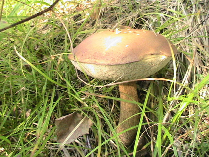 гриб моховик